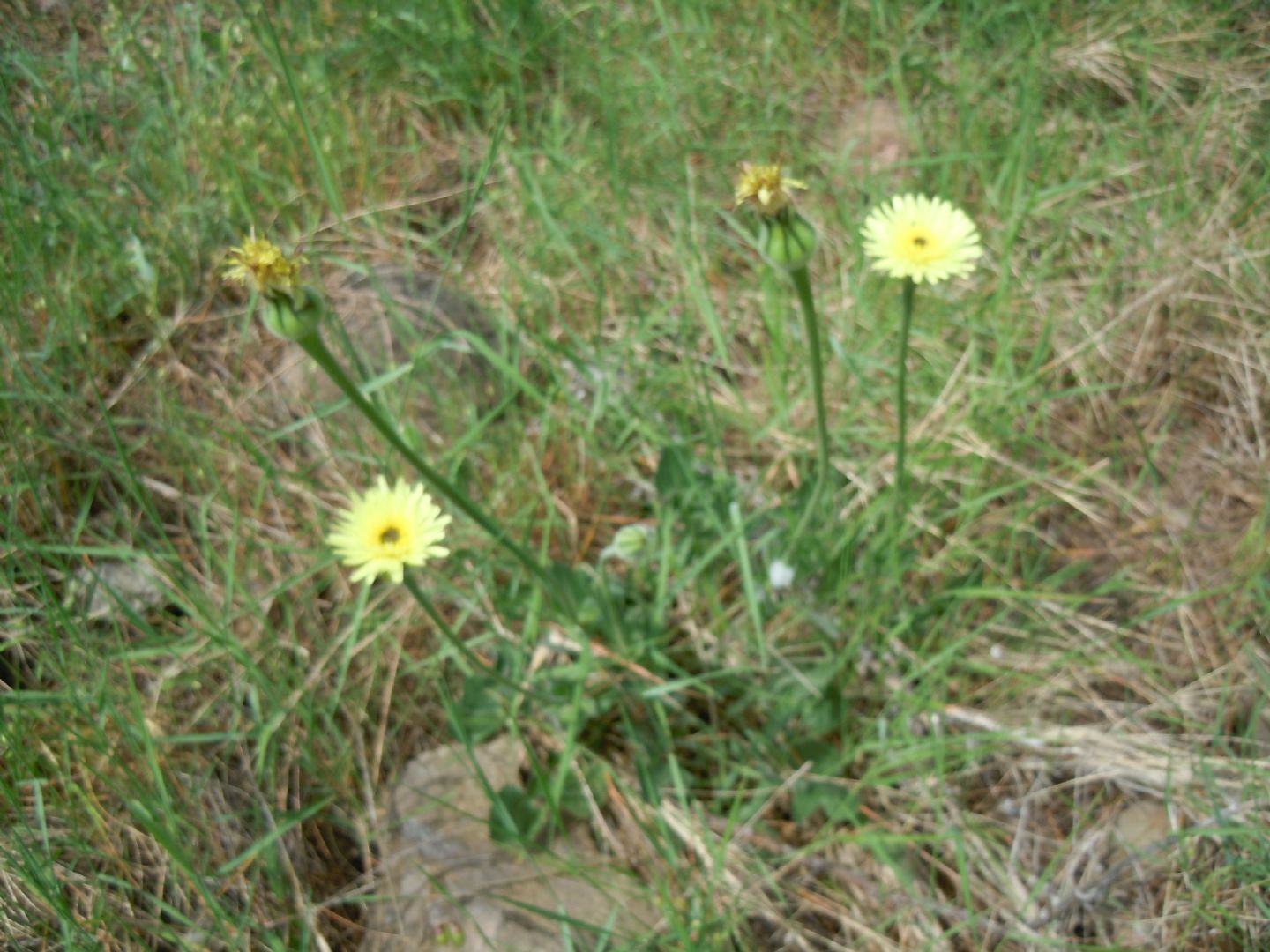 Urospermum dalechampii
